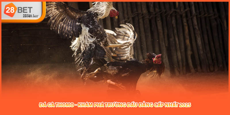 Đá Gà Thomo - Khám Phá Trường Đấu Đẳng Cấp Nhất 2025