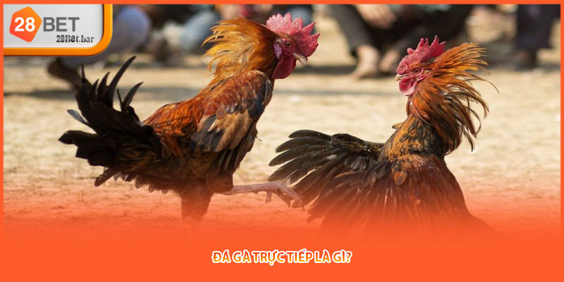Đá gà trực tiếp là gì?