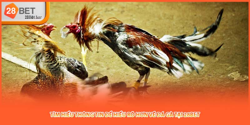 Tìm hiểu thông tin để hiểu rõ hơn về Đá gà tại 28BET